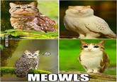 A "meme":https://knowyourmeme.com/memes/memes from "9GAG":https://knowyourmeme.com/memes/sites/9gag showing the Meowls with an "Impact":https://knowyourmeme.com/memes/impact font caption.