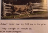Adult deer are as tall as a bicycle. They weigh as much as 800 hamburgers.