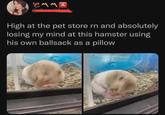 EMMA High at the pet store rn and absolutely losing my mind at this hamster using his own b------- as a pillow hair hamster