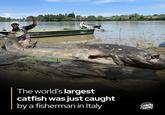 AVAGE AR MADICAT The world's largest catfish was just caught by a fisherman in Italy FROM QUARKS QUASARS