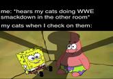me: *hears my cats doing WWE smackdown in the other room* my cats when I check on them: