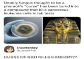 Deadly fungus thought to be a pharaoh's "curse" has been turnd into a compound that kills cancerous leukemia cells in lab tests snowtenkey @_snow118 CURSE OF RAH KILLS CANCER???