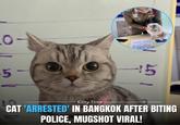 0 5- h 15 Kitty Time CAT 'ARRESTED' IN BANGKOK AFTER BITING POLICE, MUGSHOT VIRAL!