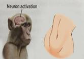 Neuron activation