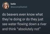 katie @socomplikatied do beavers even know what they're doing or do they just see water flowing down a river and think "absolutely not"