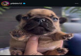 The first "Instagram":https://knowyourmeme.com/memes/sites/instagram post from the account @pibble12, which started the "slang":https://knowyourmeme.com/memes/internet-slang term "Pibble," meaning a French bulldog puppy. The term was originally used to describe the "Handheld Pupper":https://knowyourmeme.com/memes/handheld-pupper meme.