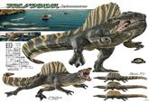 スピノサウルス Spinosaurus 複数の個体がモササウルスとともにエセックス号を取りんだ。 ぜんちょう メートル ●全長/ 12m ぜんこう ●全高/ 4m たいじゅう ●体重/13~ 22 で おこな しゅうせい りを行う習性を もち、モササウ きょうせいかん ルスとの共生関 けい 係を結んでいる。 エセックス号を襲撃 し、ボビー・アトウ オーターを捕食。 また、 とう はまべ サンユベール島の浜辺 にいた個体がエセックス ごうじょういん ほしょく 乗員のニーナを捕食した。 (『ジュラシック・ワールド ふっかつ 「復活の大地』 この指には水かきが あり、 水中を自在に隊 ぐことが出来る。 ジュラシック・ワールド 個体によって、背のヒ レの模様が異なっている。 211.