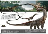 ティタノサウルス Titanosaurus ぜんちょう メートル ぜんこう メートル たいじゅう ●全長/20.7m 全高/15.7m 体重 りく さいだいせいぶつ 13t ゾーラたちが狙う陸の最大生物。 サン・ せいそく ちゅうきゃくい ユベール島に生息する竜脚類で、オスとメスが互 きゅうあいこうどう いに頭をこすりつけるような求愛行動をとるのが とくちょう あんこう せいしつ さいしゅ 特徴。温厚な性質で、 ゾーラたちに血液を採取さ まった れても全く意に介さぬ様子だった。 「ジュラシ ック・ワールド/復活の大地』) だいち ジュラシック・ワールド 頭部には展開可能なヒレ のトサカを持っている。 きょうりゅうせつ 【恐竜解説】 ティタノサウルス Titanosaurus い ●名前の由来/ティーターン (ギリシャ神話に登場する巨人) のトカゲ い ●分類 爬虫類・恐竜類・電盤類・竜脚形類・ティタノサウルス類 しょくせい しょくぶつしょく ●食性/植物食 ●生きていた時代圭紀南 (約7000~6600年) ばっせん ● 化石が発見された場所/インド かくじつ きょうりゅう 1828年に最初の化石が発見され、1877年に命名された、ひじょうに長い 究の歴史を持つ電脚形類。 かつては世界中に分布を広げ、極めて繁栄した恐竜だ と思われていたが、研究が進んだ現在では、確実にこの恐竜のものとされるの 部位はインドで見つかったわずかな脊椎骨のみとされている。 近藤な仲間の化岩 から推定すると、実際の全長は大きくても20mほどで、 背中に骨の装甲を備 えていた可能性がある。 じっさい