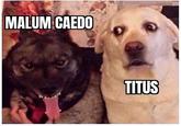 MALUM CAEDO TITUS