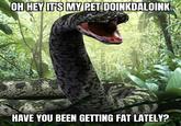 OH HEY IT'S MY PET DOINKDALOINK HAVE YOU BEEN GETTING FAT LATELY?