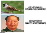imgflip.com SPARROW IN OTHER COUNTRIES SPARROW? WHAT SPARROW?