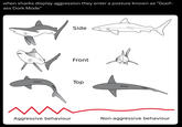 when sharks display aggression they enter a posture known as "Goof- ass Dork Mode" Side Front Top Aggressive behaviour Non-aggressive behaviour