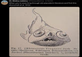 Dr. Melina Jobbins @Palaeo Melina - 2/19/25 When you're searching through old placoderm literature and find this (Korschelt et al. 1912) Fig. 17. Rhinosteus Traquairi Jack. Ma- rines Oberdevon, Wildungen. Rekonstruktion von Jaekel (Flossenformen unsicher!). 4 natürliche Große