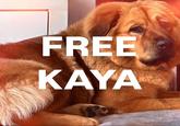 FREE KAYA