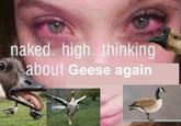 OnlyGeese naked. high. thinking about Geese again