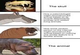 The skull How a paleontologist might reconstruct the animal based on its muscle attachments, ecology and related living animals. How some random person on the internet might reconstruct the animal based on noticing one similar feature to a familiar animal. The animal