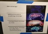 No energy Mitochondria making energy Using that energy to live Using that energy to vote for mitochondria
