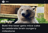 BBC BBC NEWS Boki the bear gets mice cake to celebrate brain surgery milestone