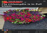 Zone 6b Garden My Chlamydia is in full bloom You +42 Haha Comment 18 comments Share
