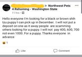 Not even 1000 people h Northwest Pets have a 4 Rehoming - Washington State 11 hrs. Hello everyone I'm looking for a black or brown shih tzu puppy I can pick up in December. I will not put a deposit on one as it away people are scamming others looking for a puppy. I will not pay 400, 600, 700 not even 1000. For a puppy. Thanks everyone in advance 1 Like Comment