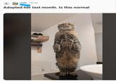 ← r/cats 14h ago inee Adopted her last month. Is this normal