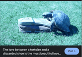 The love between a tortoise and a discarded shoe is the most beautiful love... Visit >