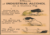Effects of INDUSTRIAL ALCOHOL I on a Guinea Pig Guinea pig to which industrial alcohol has been inoculated. || The guinea pig is seized with an epileptic fit. The guinea pig dies a few moments later.