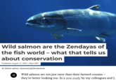 Wild salmon are the Zendayas of the fish world - what that tells us about conservation Published: August 12, 2025 1.55pm BST An Atlantic salmon. slowmotiongli/Shutterstock Wild salmon are not just rarer than their farmed cousins - they're better looking too. In a new study by my colleagues and I,