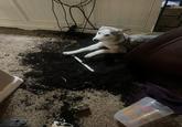 A dirt disaster