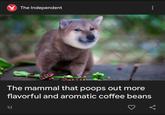 The Independent The mammal that poops out more flavorful and aromatic coffee beans 1d