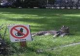 NO CATS