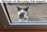 She tried Winner of the Lazy Cat Award