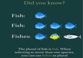 Fish: Fish: Fishes: Did you know? © The plural of fish is fish. When referring to more than one species, you can use fishes as plural