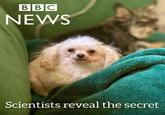 BBC NEWS Scientists reveal the secret