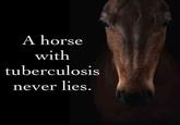 A horse with tuberculosis never lies.