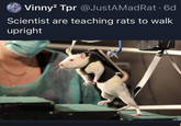 Vinny² Tpr @JustAMadRat 6d Scientist are teaching rats to walk upright