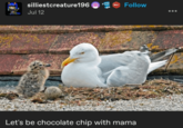 silliestcreature196 601 Follow Jul 12 Let's be chocolate chip with mama
