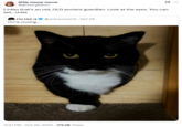  @glittergibbon quoted a photo of Uni the black cat, writing, "Lmfao that’s an old, OLD ancient guardian. Look at the eyes. You can tell.. chills," and gathering over 11,000 likes in four days.