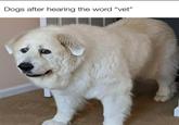Dogs after hearing the word "vet"