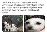 Took my dogs to take their yearly christmas photos. It's really hard when you have one super photogenic dog and one dog having an existential crisis.
