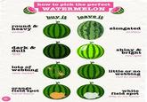 round & heavy sweet how to pick the perfect WATERMELON buy it leave it dark & dull ripe و elongated watery shiny & bright not ripe lots of webbing very sweet little or no webbing not so sweet R orange field spot full of flavor white field spot little to no flavor