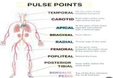 PULSE POINTS On the sides of the TEMPORAL forehead (temples) CAROTID Both sides of the neck, right below the jaw At the apex of the heart, APICAL typically auscultated with a stethoscope BRACHIAL Inner elbow On nursing_officers RADIAL Thumb side of the wrist In the groin area, FEMORAL between the pubic bone & the anterior iliac crest POPLITEAL Behind the knee POSTERIOR Inner ankle, below the ankle bone TIBIAL DORSALIS Top of the foot, between the 1st & 2nd toes PEDIS