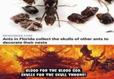 NEWSWEEK.COM Ants in Florida collect the skulls of other ants to decorate their nests BLOOD FOR THE BLOOD GOD, SKULLS FOR THE SKULL THRONE!