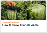 YakudaChihinto How to Grow Triangle Apple