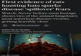 First evidence of rats hunting bats sparks disease 'spillover' fears Watch: Never-before-seen footage shows two of the animal kingdom's most notorious disease-vectors getting horribly close ☐ Gift this article free ↑ Arthur Scott-Geddes Global Health Security Deputy Editor 05 November 2025 2:14pm GMT the made with mematic german bat population
