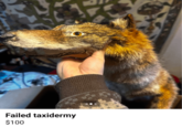 Failed taxidermy $100