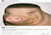 A Tumblr post of an ai pig with hair. The post reads, "does anyone else see a sports field on a cold night in the texture of the hair?"