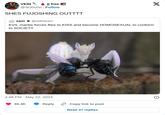 On May 22nd, 2024, X user @SO0u0o tweeted, "SHES FUJOSHING OUTTT" in response to a tweet that read, "EVIL mantis forces flies to KISS and become HOMOSEXUAL to conform to SOCIETY." The post gathered over 60,000 likes in a year.