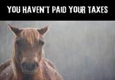 YOU HAVEN'T PAID YOUR TAXES