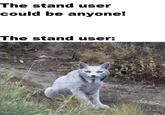 The stand user could be anyone! The stand user: